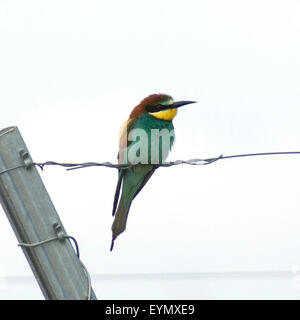 Bienenfresser, Merops apiaster, Stock Photo