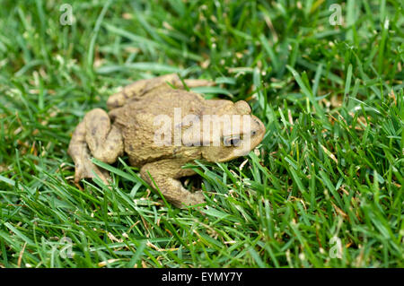 Kroete, Bufo bufo, Erdkroete, Stock Photo