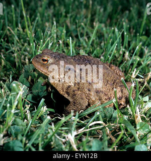 Kroete, Bufo bufo, Erdkroete, Stock Photo