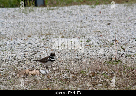 This killdeer nest was on the edge of a gravel road, good for camouflage, but still not safe from cars. Stock Photo