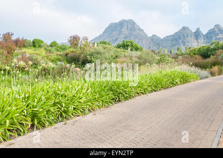 White agapanthus flowers and several fynbos species line a road near Stellenbosch. The Helderberg mountain is in the background Stock Photo