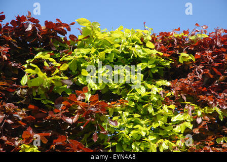 Beech hedge. Copper or Purple Beech (Fagus Sylvatica Purpurea) interspersed with Beech (Fagus Sylvatica), Dorset, England Stock Photo