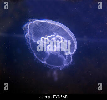 Ohrenqualle, Aurelia aurita, im,Meer,
