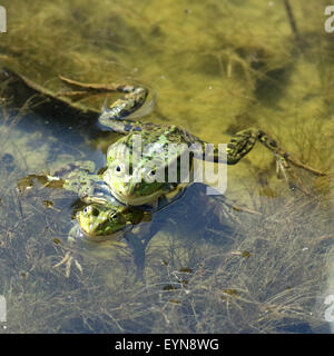 Wasserfroesche beim Laichen Stock Photo