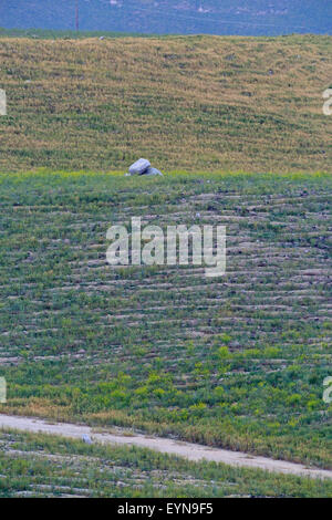 Reclaimed and remediated land, Highland Valley copper mine, Logan Lake, British Columbia Stock Photo