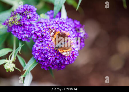 Red Admiral butterfly during the 2015 big butterfly count basking in the sun on a budlia flower in Surrey England UK Stock Photo