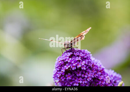 Red Admiral butterfly during the 2015 big butterfly count basking in the sun on a budlia flower in Surrey England UK Stock Photo