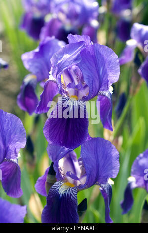 Deutsche Schwertlilien; Iris germanica, Wasserpflanzen Stock Photo