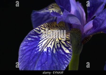 Deutsche Schwertlilien; Iris germanica, Wasserpflanzen Stock Photo