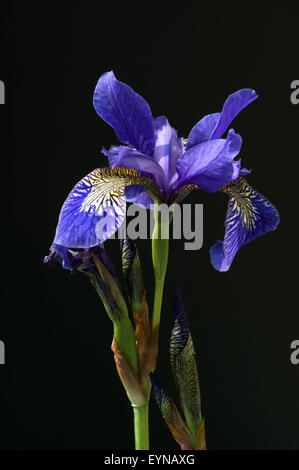 Deutsche Schwertlilien; Iris germanica, Wasserpflanzen Stock Photo