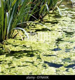 Fadenalge, Gartenteich, Wasser, Alge, Wasserpflanzen Stock Photo Alamy