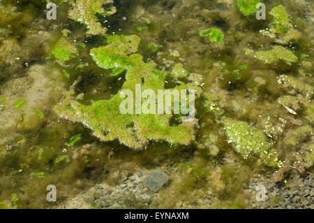 Fadenalge, Gartenteich, Wasser, Alge, Wasserpflanzen Stock Photo Alamy