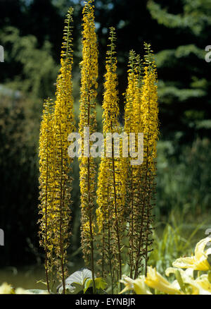 Ligularie; Ligularia przewalskii; Wasserpflanzen