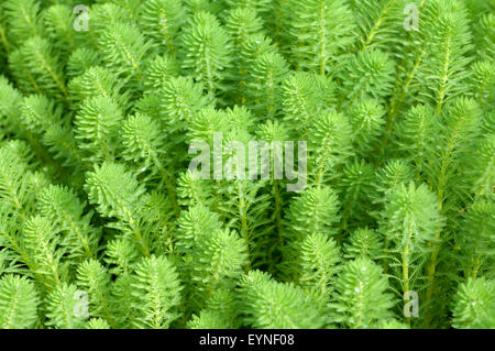 Tausendblatt, Myriophyllum, aquaticum, Stock Photo