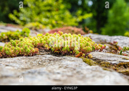 Beautiful moss clusters on the pavement Stock Photo