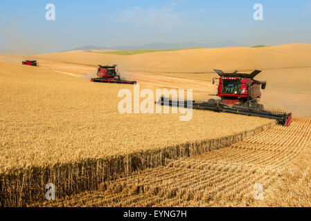 Multiple Case combines harvesting wheat on the hills of the Palouse ...