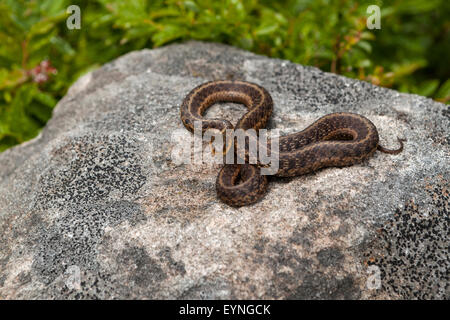 Garter snake on Cape Breton Highlands National Park,Cabot trail Stock Photo
