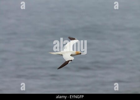 Northern gannet flying  in Cape Breton Highlands National Park , Cabot trail Stock Photo