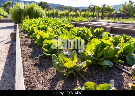growing lettuce in California using raised garden beds Stock Photo