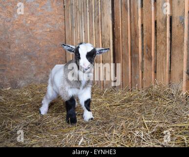Pet Pygmy goat kid at three days old on an English farm. Stock Photo