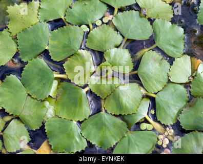 Wassernuss, Trapa, natans, Stock Photo