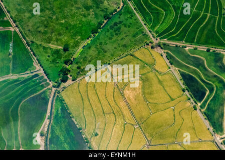 Typical irrigation plans in fields near San Jose, Costa Rica Stock Photo