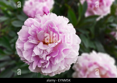 Large pink peony flowering plant in a garden with blurry background.
