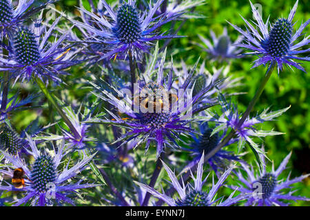 Blue thistle like flower of ERYNGIUM ALPINUM 'BLUE STAR' in a herbaceous border. Stock Photo