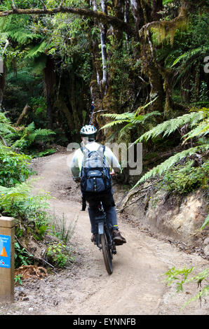 Cycling on the Timber Trail, Pureora Forest Park, near Taupo, North Island, New Zealand Stock Photo