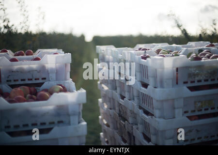 Crates of red, Royal Gala apples stacked on top of each other - rejected by supermarkets for cosmetic reasons, harvested during the British autumn Stock Photo