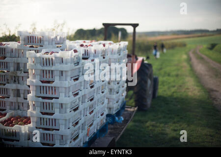 Crates of red apples stacked on an old red tractor in an English orchard with green fields in the background Stock Photo