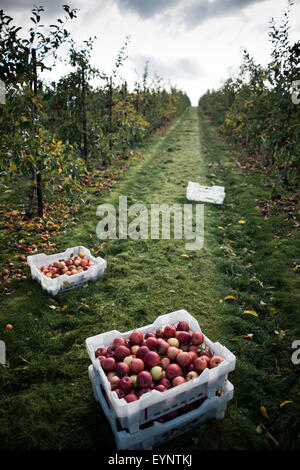 Crates of red apples, rejected by supermarkets, lying on the green grass in the middle of an orchard - harvested from a British farm in autumn Stock Photo