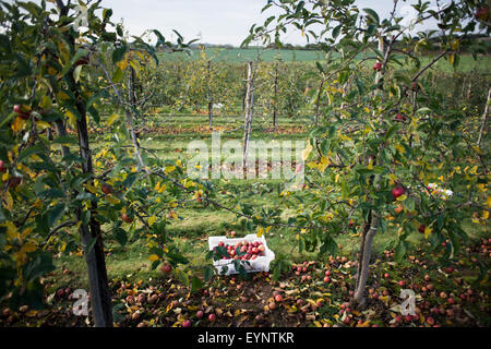 A full crate of apples lying on the ground in the middle of an orchard - gleaned during the British autumn Stock Photo