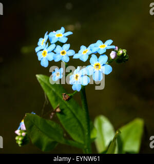 Sumpfvergissmeinnicht; Myosotis palustris; Stock Photo