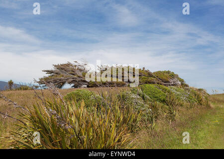 Iconic windswept trees of New Zealand. Southland, South Island, New Zealand. Stock Photo