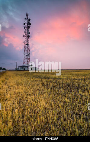 Sunrise view of the beautiful paddy field in Sekinchan, Selangor, Malaysia. Sekinchan, means “village suitable for plantation” in Chinese. Stock Photo