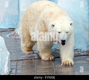 White polar bear in zoo on blue background Stock Photo