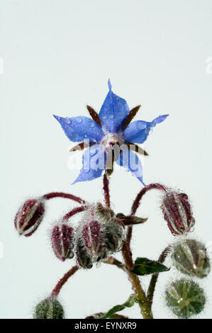 Borretsch, Borretschbluete, Borago officinalis, Kuechenkraeuter, Kuechenkraut, Kuechengewuerz, Gewuerz, Gewuerzkraut, Heilpflanz Stock Photo