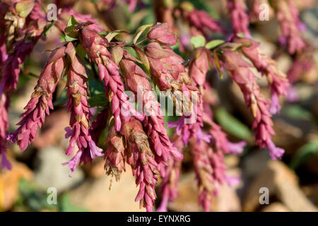 Bristol Cross Hopfenoregano, Heilpflanzen, - Stock Photo