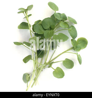 Brunnenkresse, Nasturtium, officinale, Wasserpflanze, Kraeuterpflanze, Heilpflanzen, Stock Photo