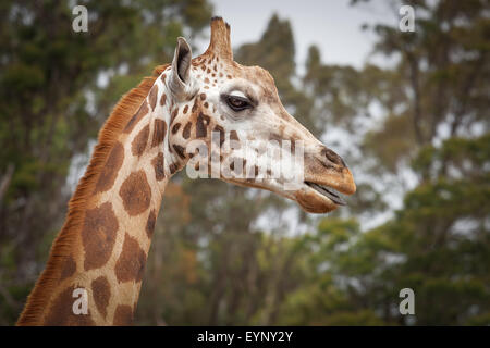 Closeup portrait of Giraffe with its tongue out