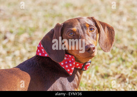 Closeup portrait of  dachshund with red collar Stock Photo