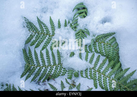 Ferns covered with snow. Stock Photo