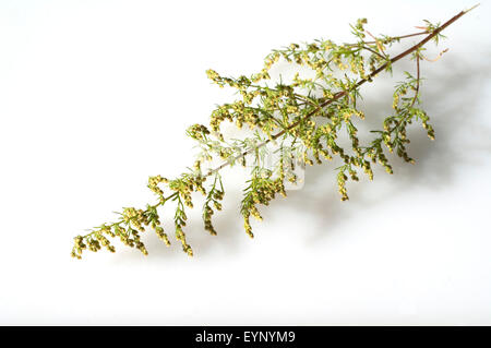 einjaehriger beifuss, Artemisia, annua, Stock Photo