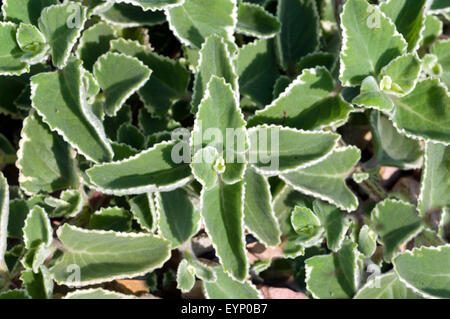 Jamaika-Thymian, Plectranthus amboinicus variegatus, Heilpflanzen -