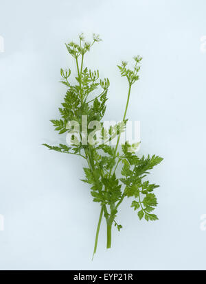 Kerbel, Anthriscus, Cerefolium, Garten-Kerbel, Heilpflanzen, Stock Photo