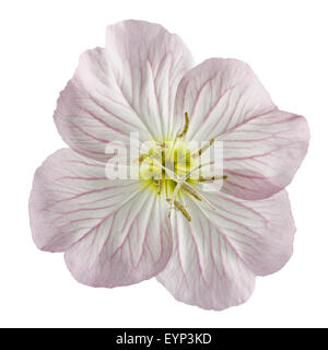 Flower of pink Evening Primrose (Oenothera), isolated on white background Stock Photo
