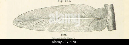 Image taken from page 176 of 'The Geological Story briefly Stock Photo