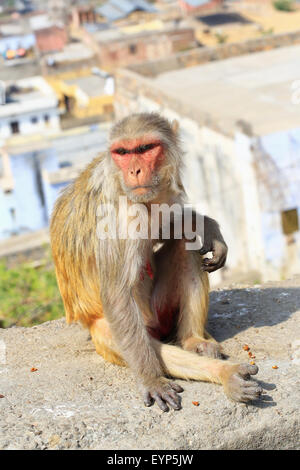 India, Rajasthan, Jaipur, indian infant Macaque monkeys taken in Galata Stock Photo