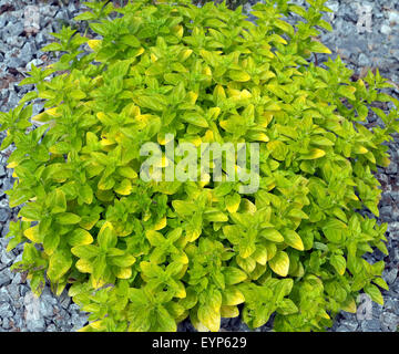 Goldmajoran, Origanum, vulgare, Thumbles, Variety, Stock Photo